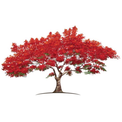 Royal Poinciana Chooses JDR Royal Poinciana Chooses JDR